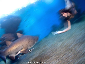 Underwater Modelshooting with Sandtigersharks in spain.
... by Dave Benz 